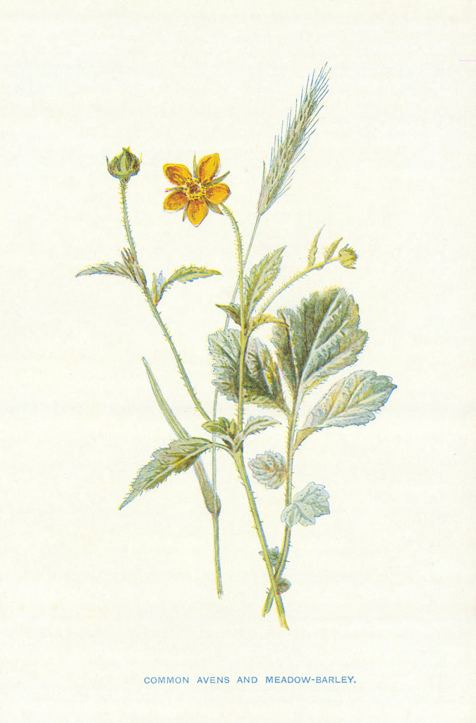 Wood or Common Avens. Wild Flowers by Frederick Edward Hulme c1895 old print